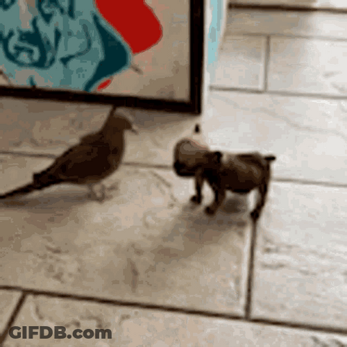 Bird Riding A Puppy GIF