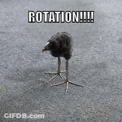Bird Rotation GIF