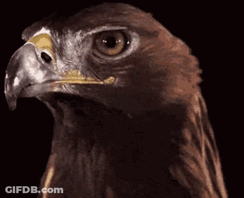 Bird's Head Close Up GIF