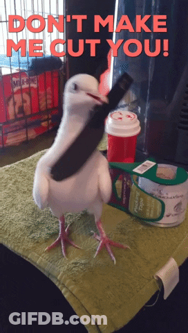 Bird Saying Don't Make Me Cut You GIF