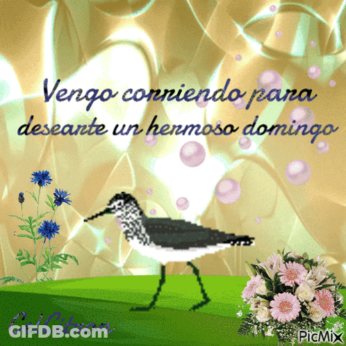 Bird Saying Vengo Conniendo Para Desante Un Hermoso Domingo GIF