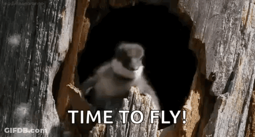 Bird Sitting In Tree Hole Saying Time To Fly GIF