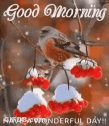Bird Sitting On Branch With Red Berries And Snow GIF