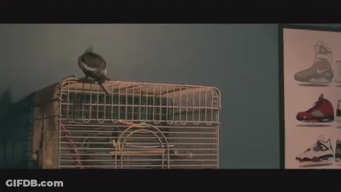 Bird Sitting On Cage Next To Shoes Picture GIF
