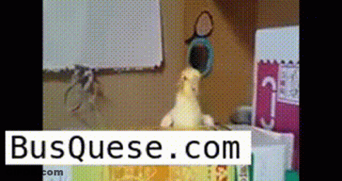Bird Sitting On Table With Busquese.com Sign GIF