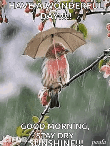 Bird Sitting On Tree Branch With Umbrella GIF
