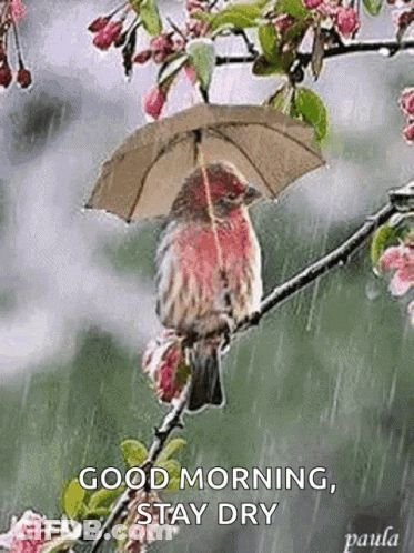 Bird Sitting On Tree Branch With Umbrella GIF