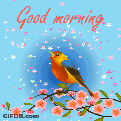 Bird Special Good Morning GIF
