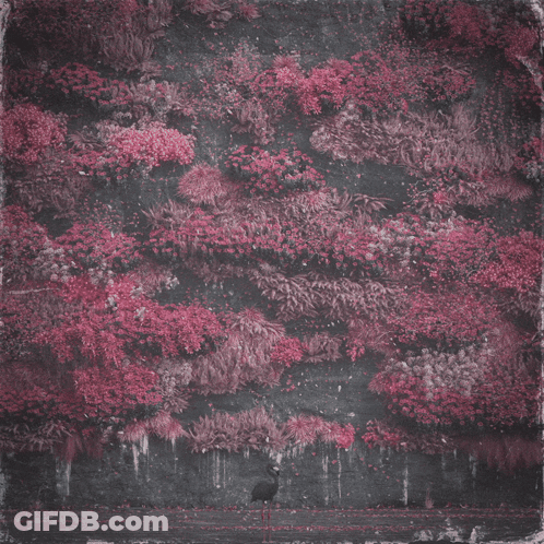 Bird Standing In Front Of Pink Flower Wall GIF
