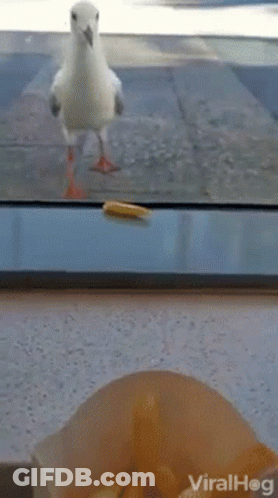 Bird Standing Next To Box Of French Fries Looking Out Window GIF