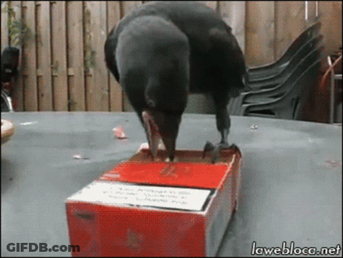Bird Standing On Cigarette Box With Lawebloca.net GIF