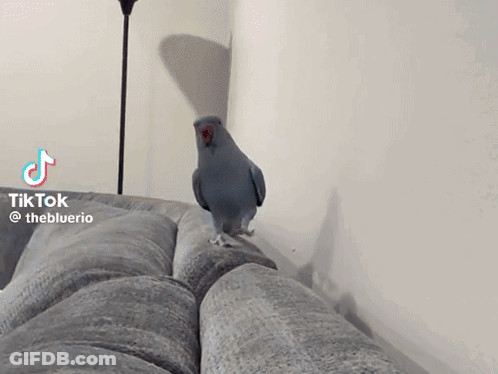 Bird Standing On Couch With TikTok GIF