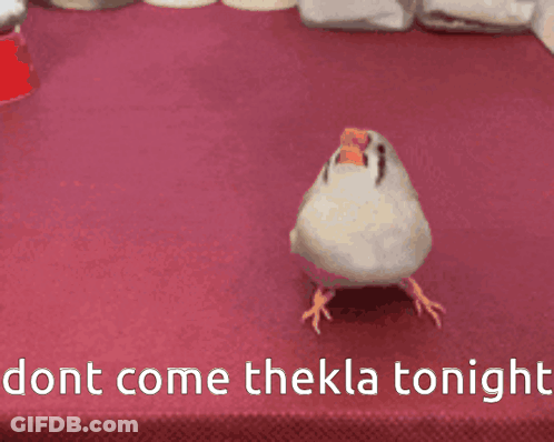 Bird Standing On Table Saying Dont Come Thekla Tonight GIF