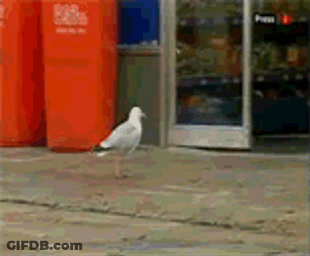 Bird Stealing A Chip GIF