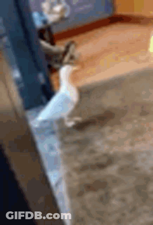 Bird Stealing GIF