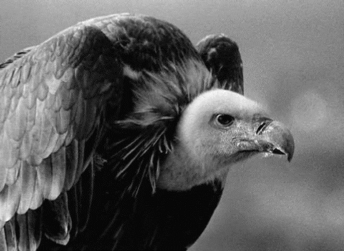 Bird Vulture Animal GIF