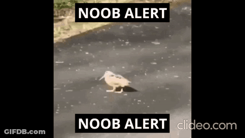Bird Walking Down Road Saying Noob Alert GIF