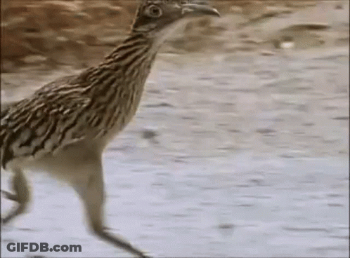 Bird Walking On Dirt Road GIF