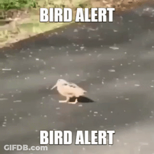 Bird Walking Saying Bird Alert GIF