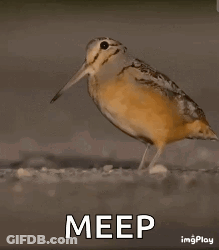 Bird Walking Saying Meep GIF