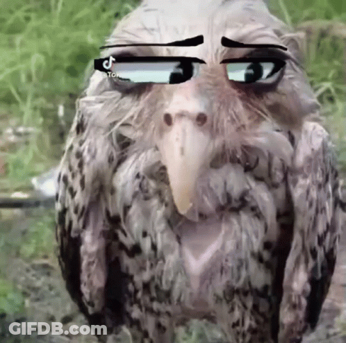 Bird Wearing Glasses Looking At Camera GIF