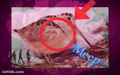 Bird With Arrow Pointing Saying Meep GIF