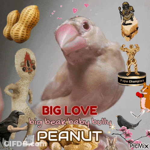 Bird With Big Love Big Beak Baby Bully Peanut GIF