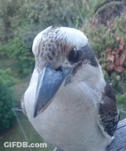 Bird With Blue Beak Sitting On Wooden Railing GIF