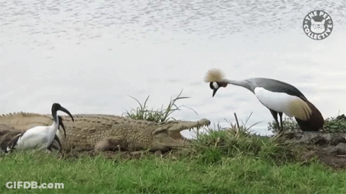 Bird With Crown Next To Crocodile Pets Collection GIF