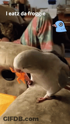 Bird With Frog And Text I Eatz Da Froggie GIF