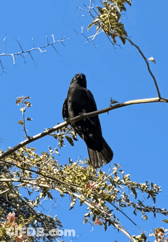 Bird With Gib Peanuts GIF