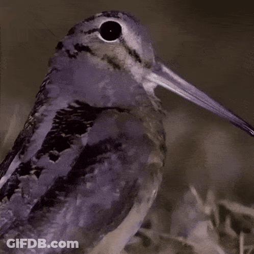 Bird With Long Beak Looking At Camera GIF