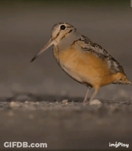 Bird With Long Beak Walking GIF