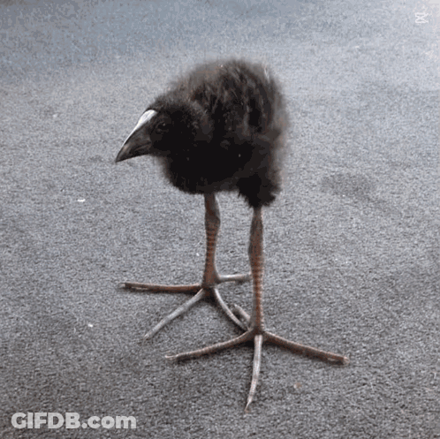 Bird With Long Legs And White Beak GIF
