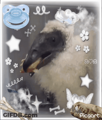 Bird With Pacifier And Skull GIF
