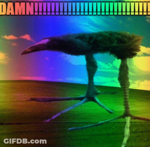 Bird With Rainbow Background Saying Damn GIF