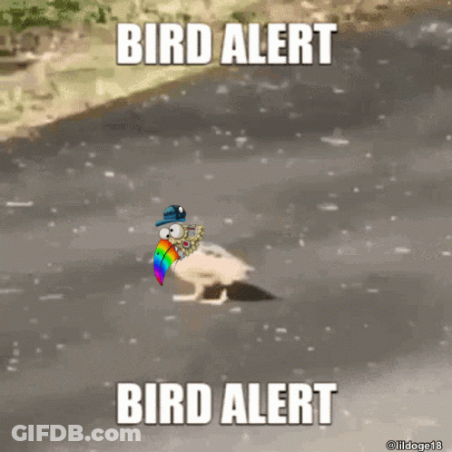 Bird With Rainbow In Beak Walking Down Road Saying Bird Alert GIF