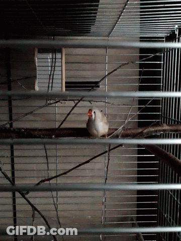 Bird With Red Beak Sitting On Branch In Cage GIF