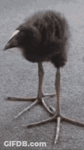 Bird With Two Birds On Top GIF