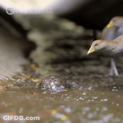 Birds And Platypus GIF