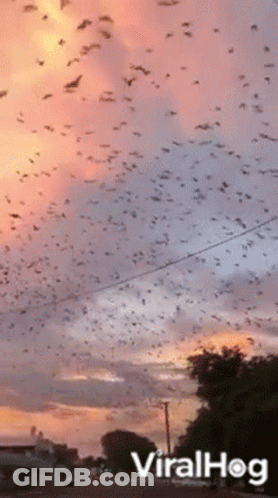 Birds Flying In Sky With Viralhog GIF