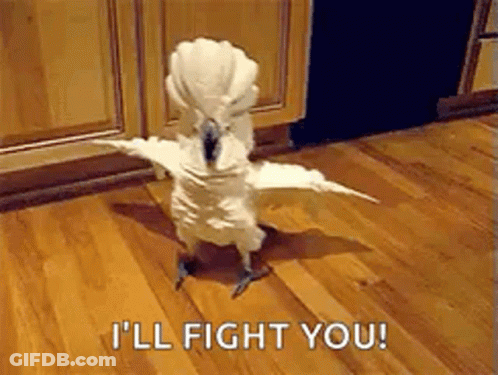 Birds Getting Into A Fight GIF