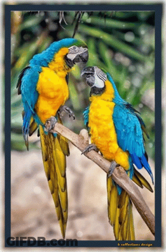 Birds Morning GIF