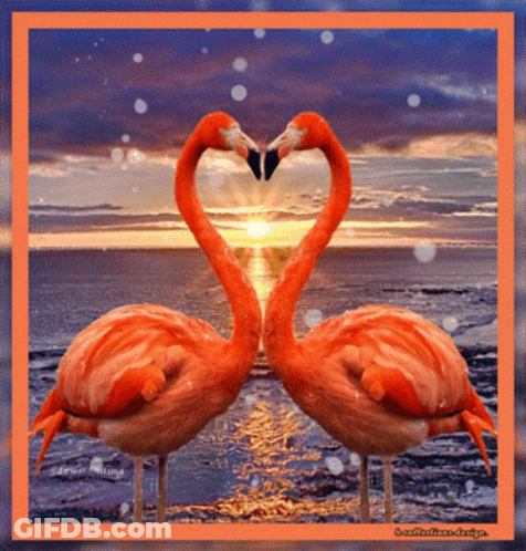 Birds Morning GIF