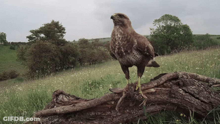 Birds Of Prey Landed GIF
