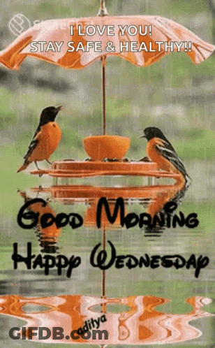 Birds On Bird Feeder Good Morning Happy Wednesday GIF