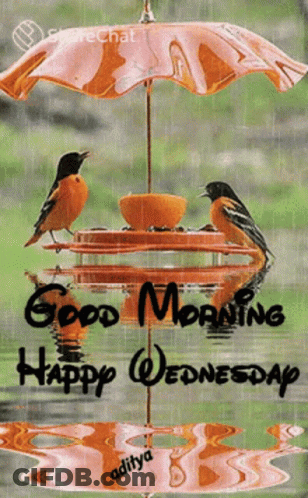 Birds On Bird Feeder Under Umbrella Saying Good Morning Happy Wednesday GIF