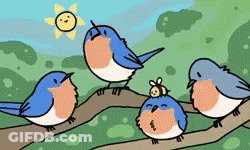 Birds On Branch With Bee GIF
