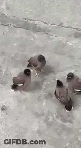 Birds On Concrete Floor GIF