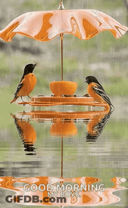 Birds Rainy Good Morning GIF